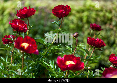 Le peonie rosse sono piante perenni, semi-arbusti e arbusti con foglie alternate, pinnate o profondamente divise, pony rossa Foto Stock