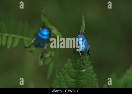 Il Cerulean Chafer (Hoplia caerulea) Foto Stock