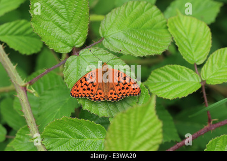 Alta Fritillary marrone (Argynnis adippe) Foto Stock