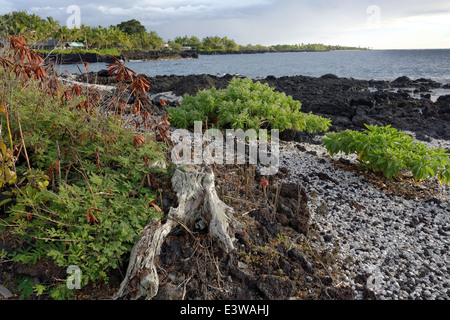 Kealakekua Bay, Captain Cook, Kailu Kona, Big Island, Hawaii, STATI UNITI D'AMERICA Foto Stock