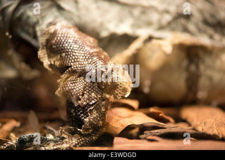 Chiusura del braccio di un iguana con evidenza di pelle-spargimento Foto Stock