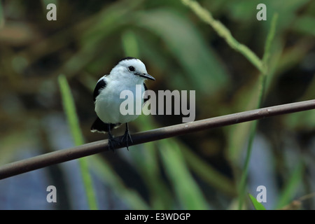 Pied acqua-tiranno (Fluvicola pica) Foto Stock