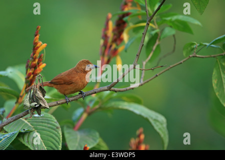 Bianco-rivestita Tanager (Tachyphonus rufus) Foto Stock