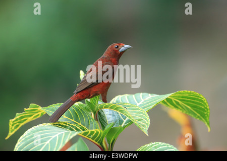 Argento-fatturati Tanager (Ramphocelus carbo) Foto Stock