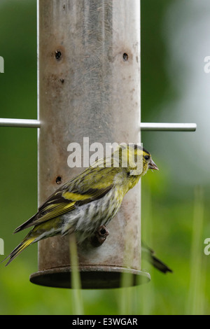 Siskins appaiono meno comuni di visitatori nel Galles del Nord. Qui si condivide un seme nyger alimentatore con un cardellino Foto Stock