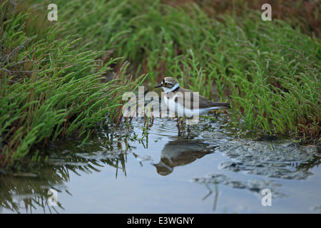 Poco inanellato Plover (Charadrius dubius) Foto Stock