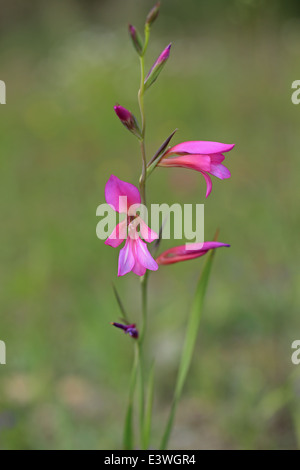 Campo Gladiolus (Gladiolus illyricus) Foto Stock