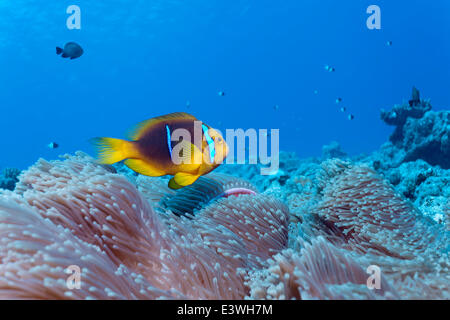 Clark (Anemonefish Amphiprion clarkii) in un magnifico mare (Anemone Heteractis magnifica), Bora Bora, Isole Sottovento Foto Stock