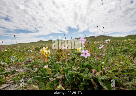 Machair prateria fiori selvatici che crescono in estate. Balranald RSPB Riserva Naturale North Uist Ebridi Esterne Western Isles della Scozia Foto Stock