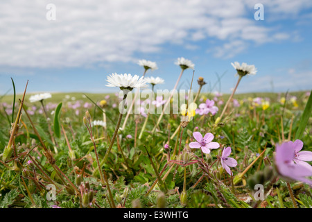 Machair prateria fiori selvatici che crescono in estate. Balranald RSPB Riserva Naturale North Uist Ebridi Esterne Western Isles della Scozia UK Foto Stock