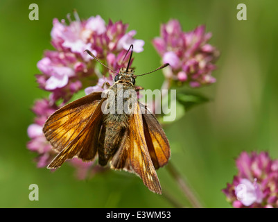 Grande Skipper butterfly avanzamento sul trifoglio rosso. Norbury Park, Mickleham, Surrey, Inghilterra. Foto Stock