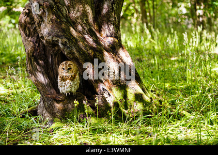 Allocco in bolo di un albero Foto Stock