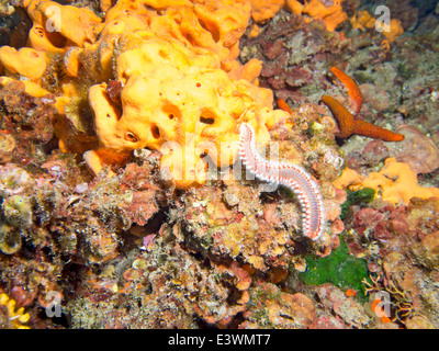 Fireworm e stelle marine su una parete della barriera corallina Foto Stock