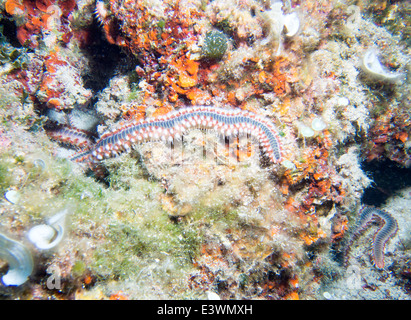 Gruppo di Fireworms colorati su una parete della barriera corallina Foto Stock