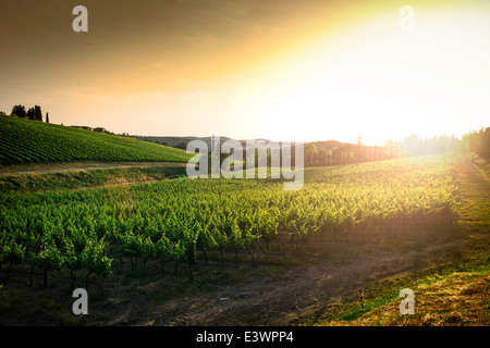 Vigneti in Toscana. Agriturismo al tramonto. Foto Stock