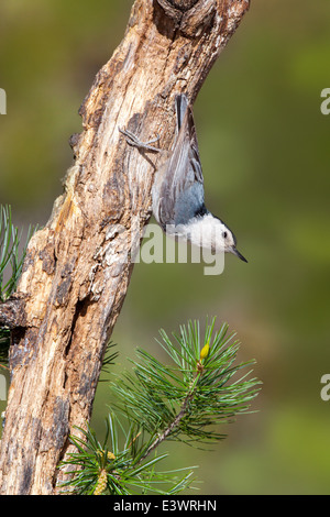 Bianco-breasted picchio muratore Sitta carolinensis Santa Rita montagne, Santa Cruz County, Arizona, Stati Uniti 15 Maggio maschio adulto Foto Stock