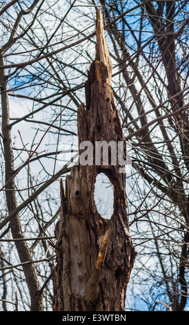 Albero morto con il foro in esso tra i rami. Foto Stock