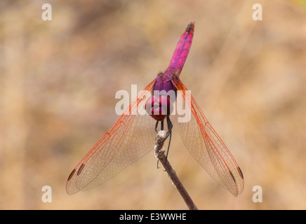 Rosso-venato Dragonfly DROPWING presi in una passeggiata in Okavango Delta, il Botswana in giugno 2014 Foto Stock