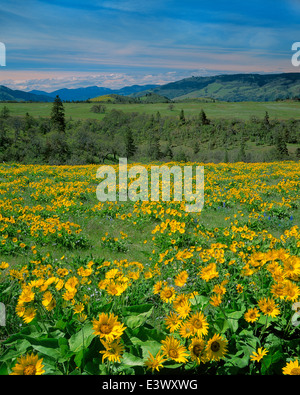 Stati Uniti d'America, Oregon, Columbia River Gorge National Scenic Area, Tom McCall Nature Preserve, Columbia Gorge, Arrowleaf balsam Root Foto Stock