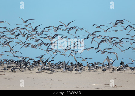 Flock of Seagulls in volo al fiume Palmiet laguna in Kleinmond, Sud Africa Foto Stock