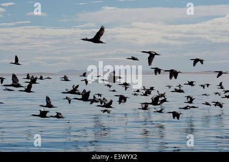 Grande gruppo di Cape cormorano o Cape shag (Phalacrocorax capensis), Walvis Bay, Namibia, Oceano Atlantico Foto Stock