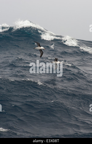 Una coppia di nero browed Albatross, Thalassarche melanophrys, scivolando su grandi onde, Drake passaggio, Oceano Meridionale Foto Stock