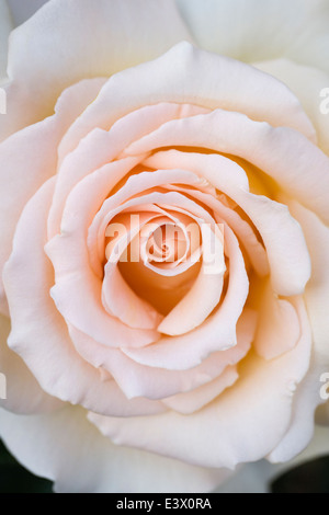 Rosa 'non è lei bella". Hybrid tea rose fiore. Foto Stock