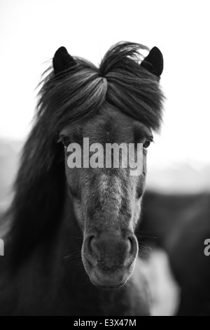 Ritratto di cavallo islandese in bianco e nero Foto Stock