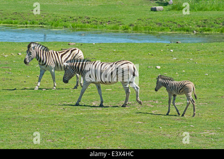 Damara zebre Foto Stock