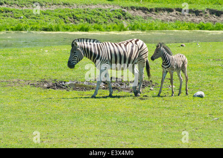 La madre e il bambino Damara Zebra Foto Stock