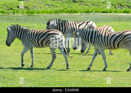 Zebre in movimento. Foto Stock