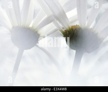 Stati Uniti d'America, Washington, Gifford Pinchot National Forest, Oxeye Daisy Foto Stock