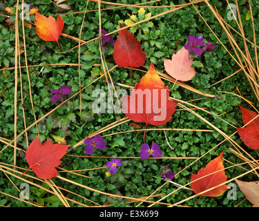 Stati Uniti d'America, Washington, Contea di Spokane, Biancospino foglie e Aubrieta (Rock) Crescione Foto Stock