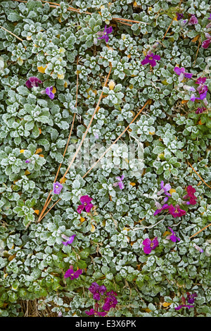 Stati Uniti d'America, Washington, Contea di Spokane, Rock Cress con gelo Foto Stock