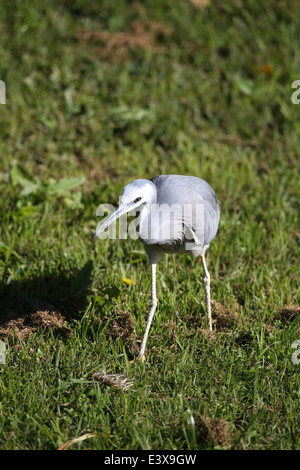 Una di fronte bianco-heron (Egretta novaehollandiae) nella Royal Botanic Gardens di Sydney, Australia. Foto Stock