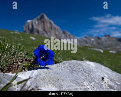 Ritratto orizzontale di stemless genziana, Gentiana acaulis (Gentianaceae) in Picos de Europa Natonal Park. Spagna Foto Stock