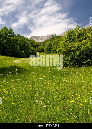 Immagine verticale di fiorito prato di montagna nel Parco Nazionale di Picos de Europa. Spagna. Foto Stock