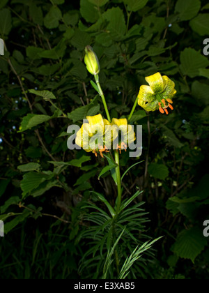 Ritratto verticale di giallo Turk cappuccio del giglio fiori. (Lilium pyrenaicum). Foto Stock