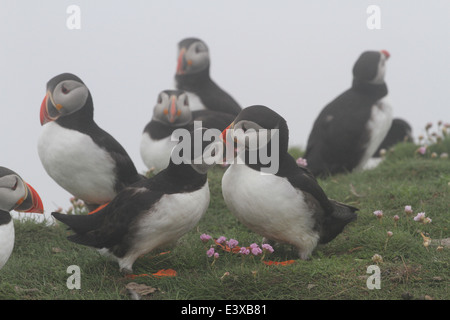 I puffini Sumburgh head Shetland Scozia Giugno 2014 Foto Stock