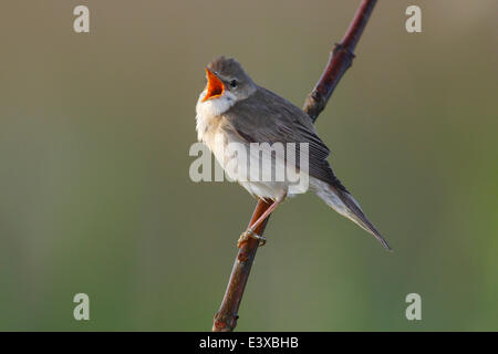 Marsh trillo (Acrocephalus palustris) cantare, appollaiato su un ramo, Dümmer Nature Park, Bassa Sassonia, Germania Foto Stock