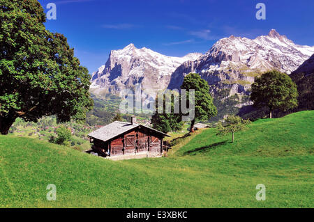 Rifugio alpino al di sopra di Grindelwald, Mt Wetterhorn sul retro, Grindelwald, cantone di Berna, Svizzera Foto Stock