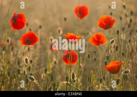 Il mais di papavero (Papaver rhoeas), fioritura, Turingia, Germania Foto Stock