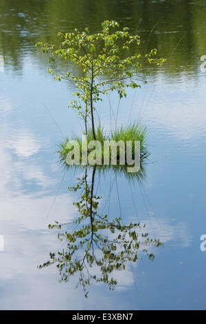 Giovani di betulla pelosa (Betula pubescens) e viola Moor erba (Molinia caerulea), Goldenstedter Moor Riserva Naturale, Bassa Sassonia Foto Stock