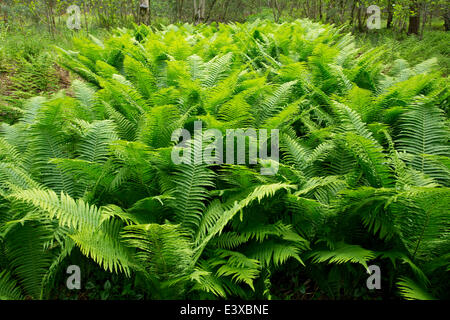 Felce maschio (Dryopteris filix-mas), Bassa Sassonia, Germania Foto Stock