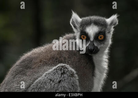 Anello-tailed Lemur (Lemur catta), captive, Provincia del Capo Occidentale, Sud Africa Foto Stock