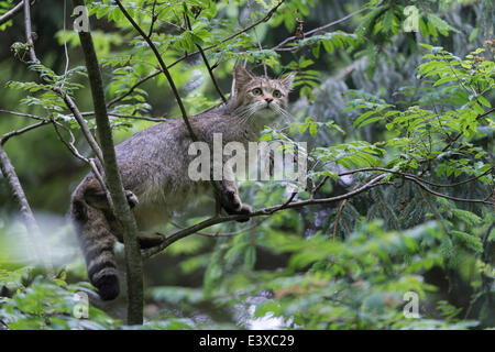 Gatto selvatico (Felis silvestris) su un albero in un animale enclosure, Parco Nazionale della Foresta Bavarese, Baviera, Germania Foto Stock