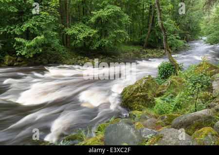 Buchberger Leite ruscello di montagna gorve, tra Freyung e Ringelai, Parco Nazionale della Foresta Bavarese, Baviera, Germania Foto Stock