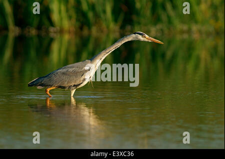 Airone cinerino (Ardea cinerea), Meclemburgo-Pomerania, Germania Foto Stock