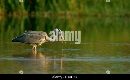 Airone cinerino (Ardea cinerea), Meclemburgo-Pomerania, Germania Foto Stock