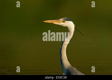 Airone cinerino (Ardea cinerea), Meclemburgo-Pomerania, Germania Foto Stock